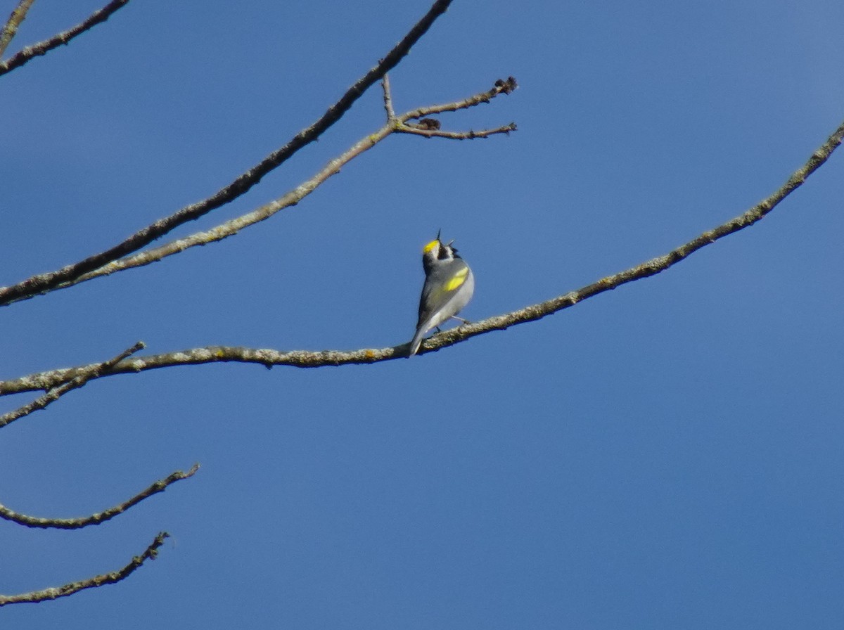 Golden-winged Warbler - Barbara O'Neill