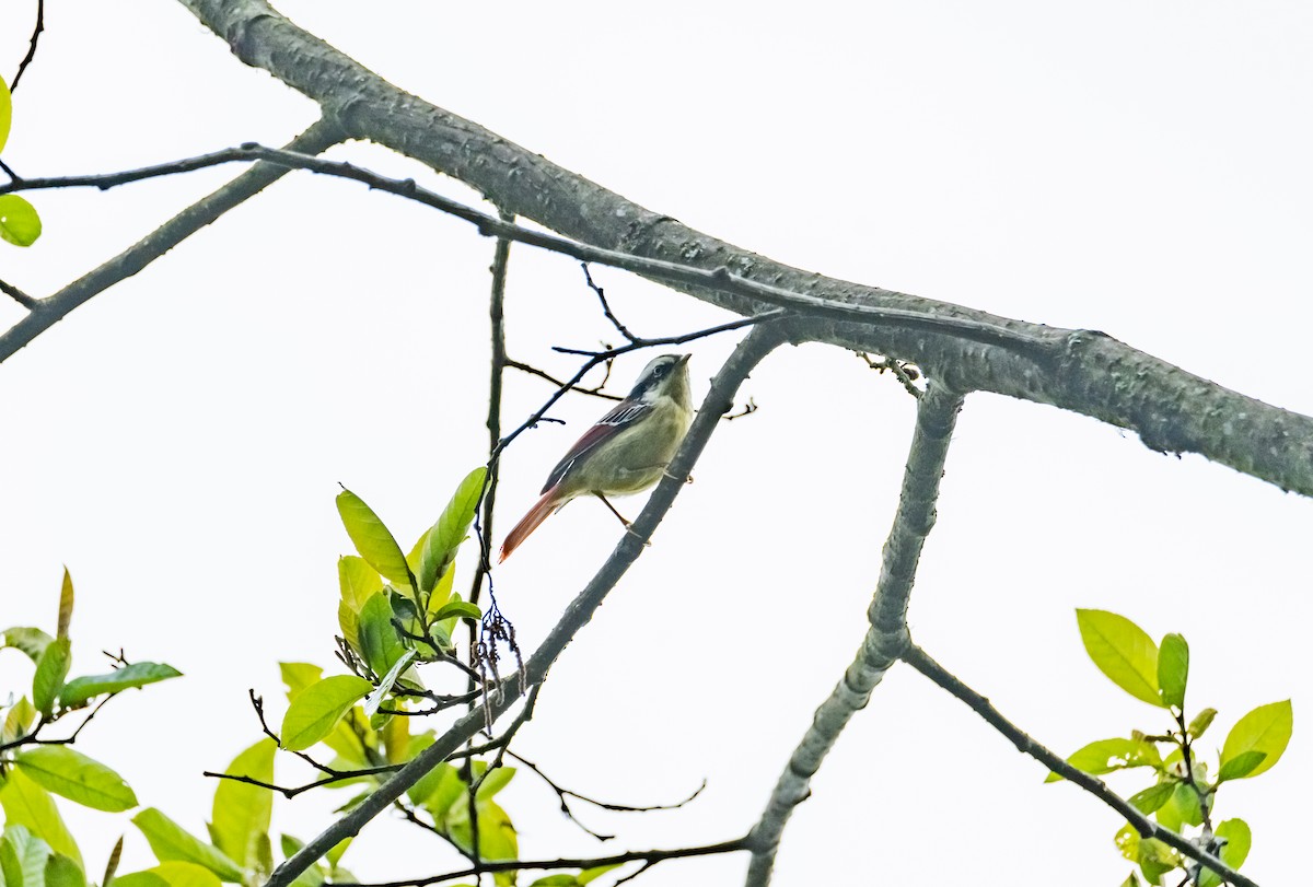 Red-tailed Minla - Arun Raghuraman