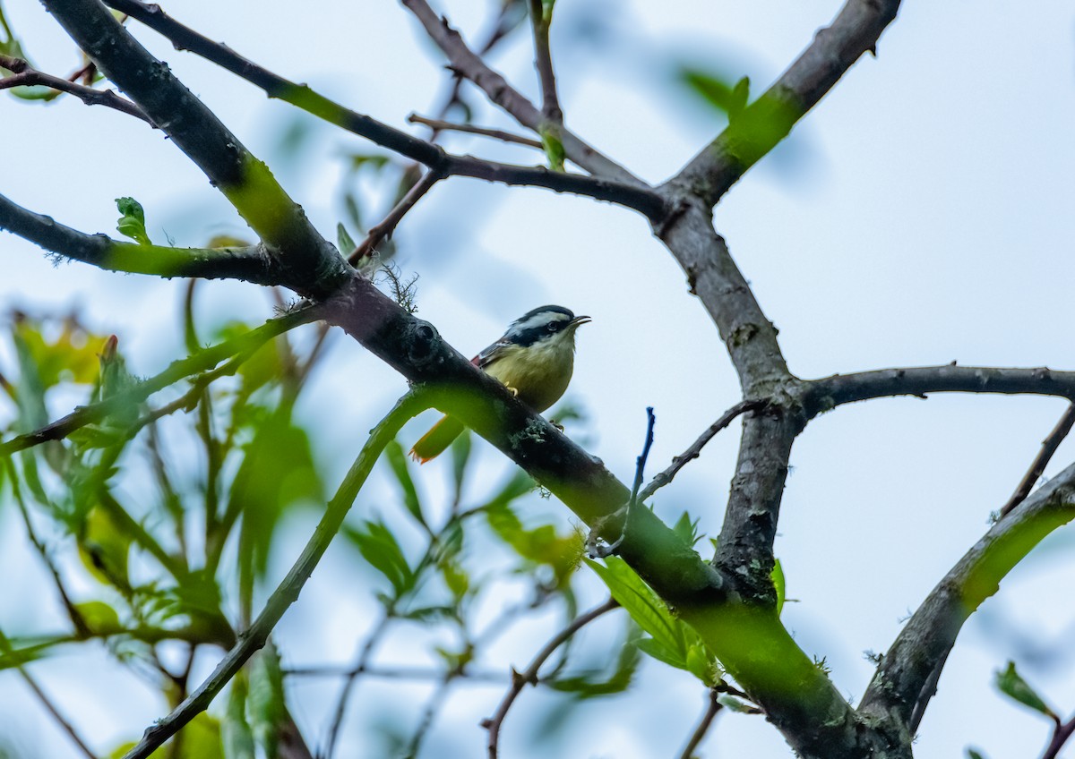 Red-tailed Minla - Arun Raghuraman