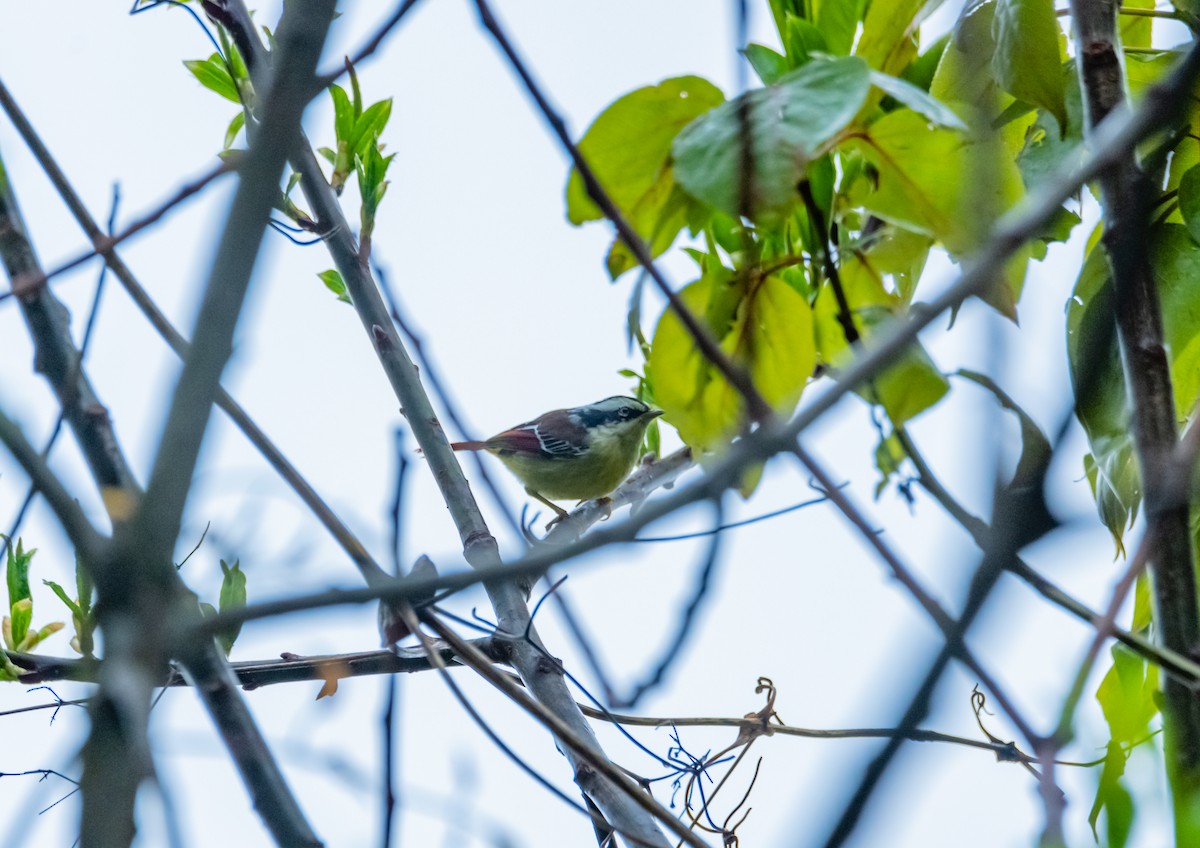 Red-tailed Minla - Arun Raghuraman