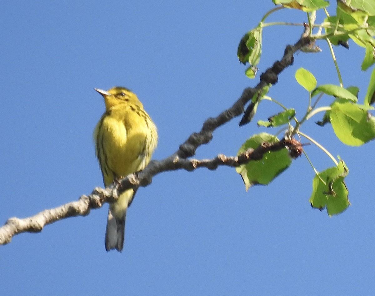 Prairie Warbler - ML619616899