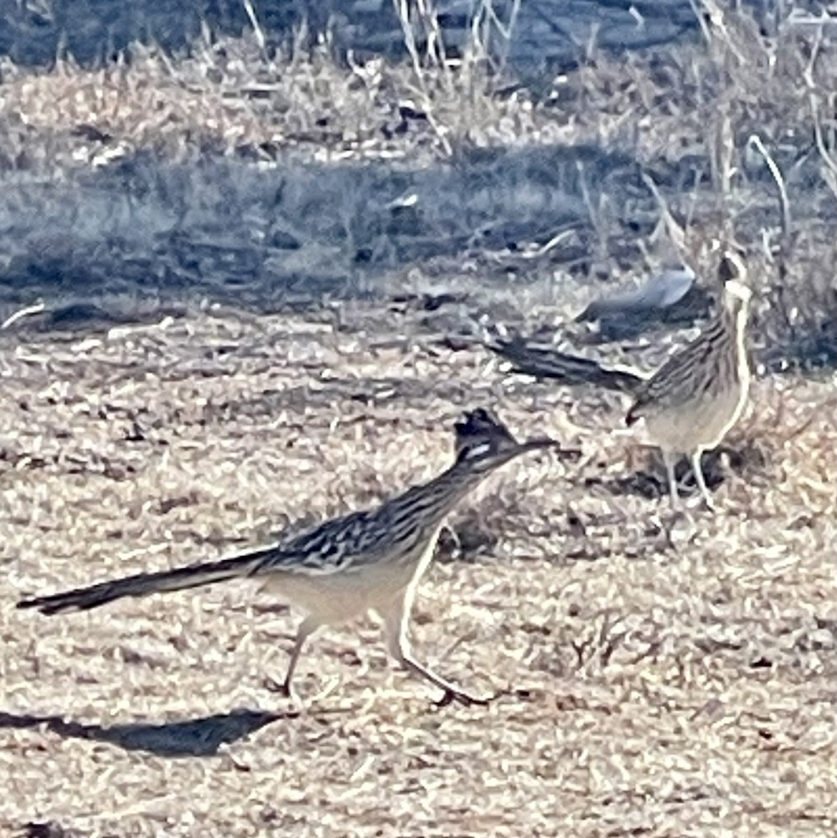 Greater Roadrunner - Holly Key