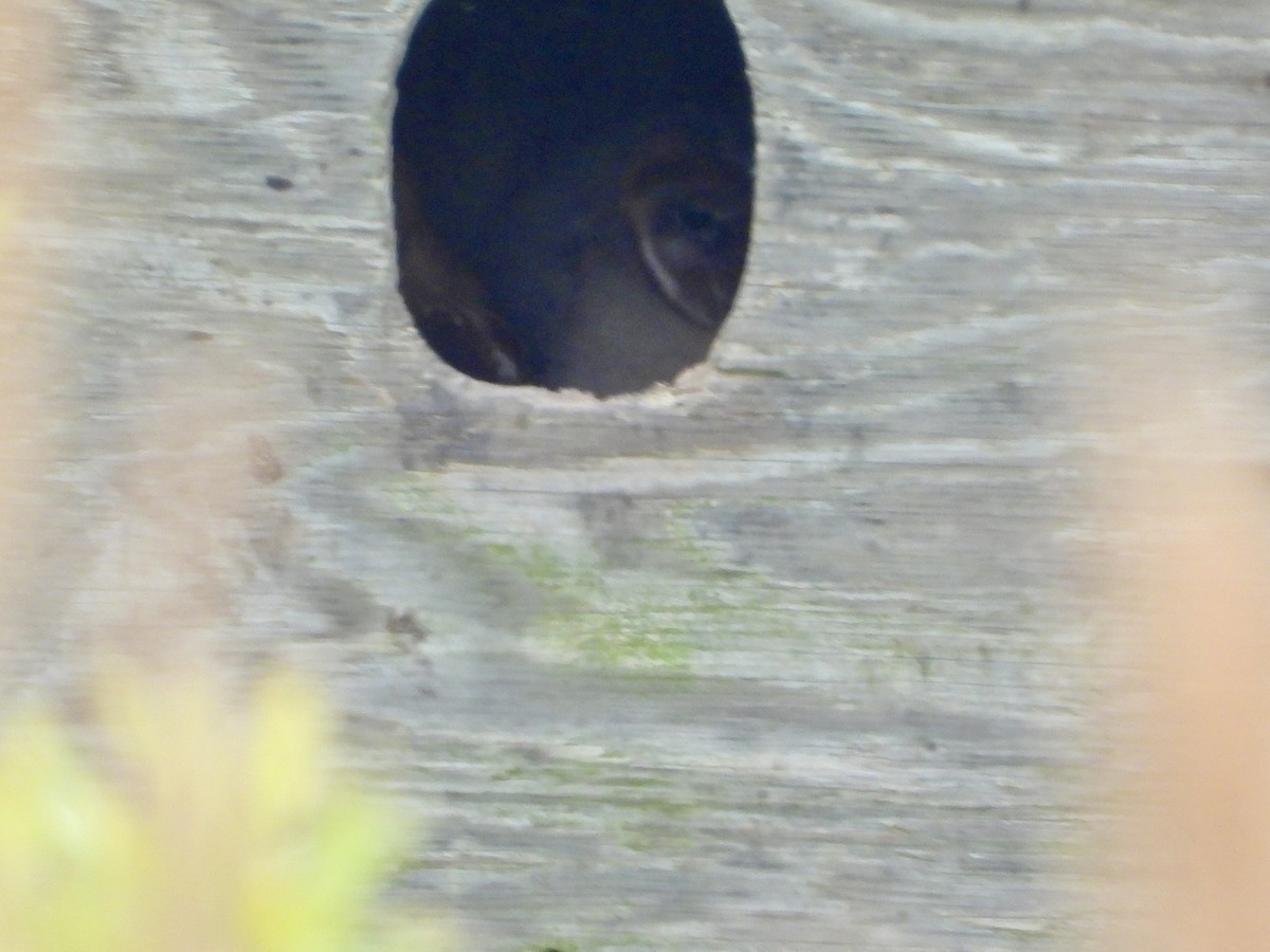 Barn Owl - Julie Barton