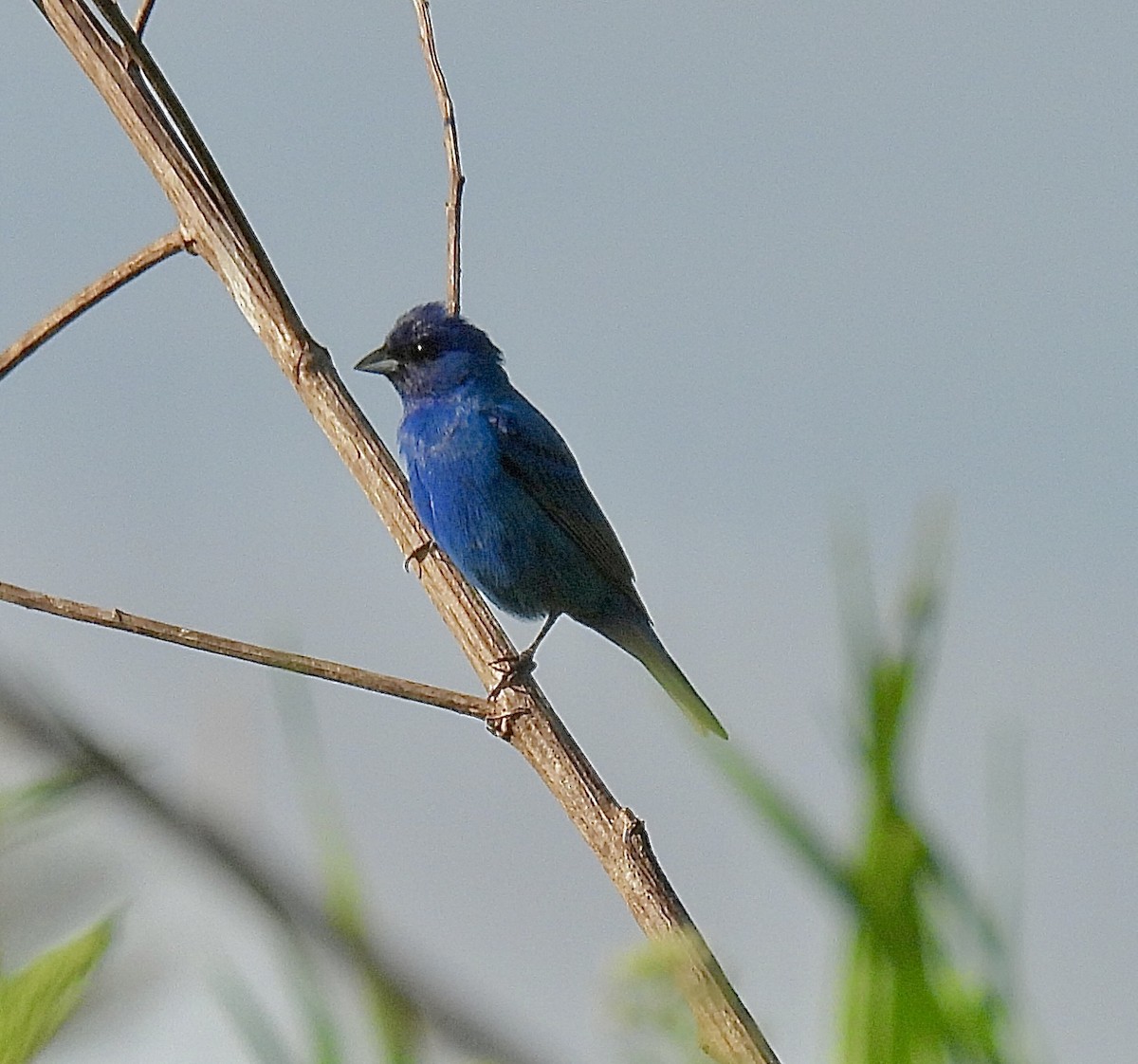 Indigo Bunting - ML619616908