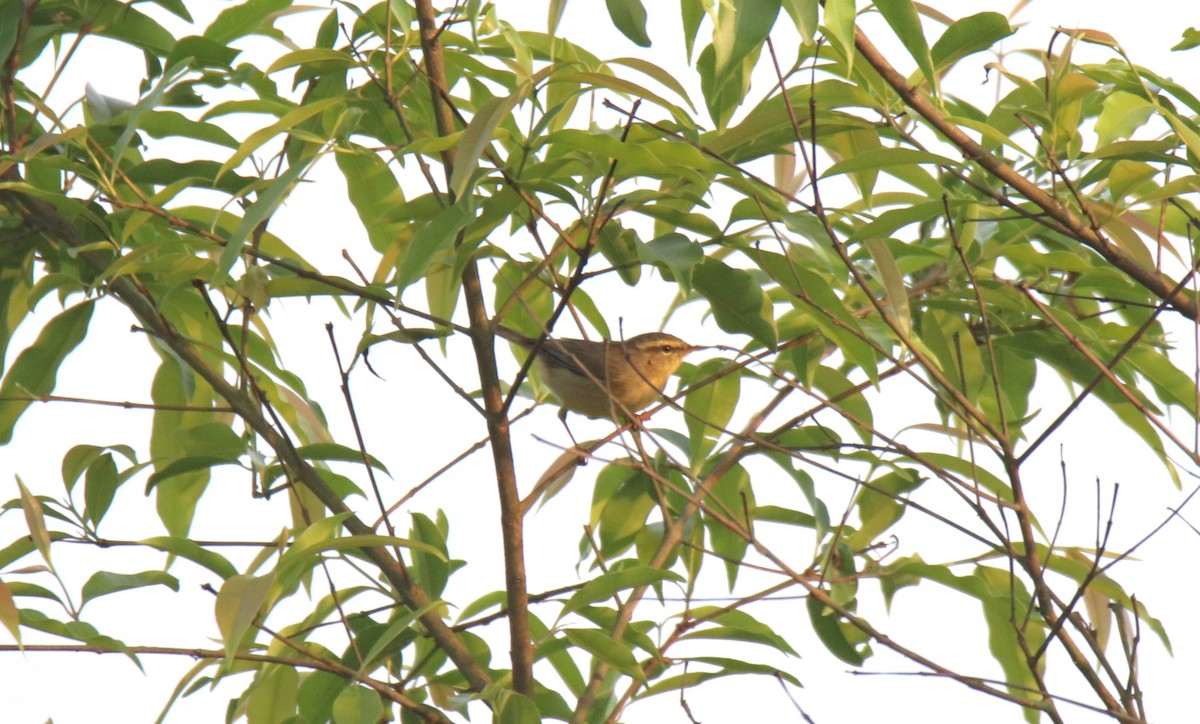 Tickell's Leaf Warbler - ML619616913