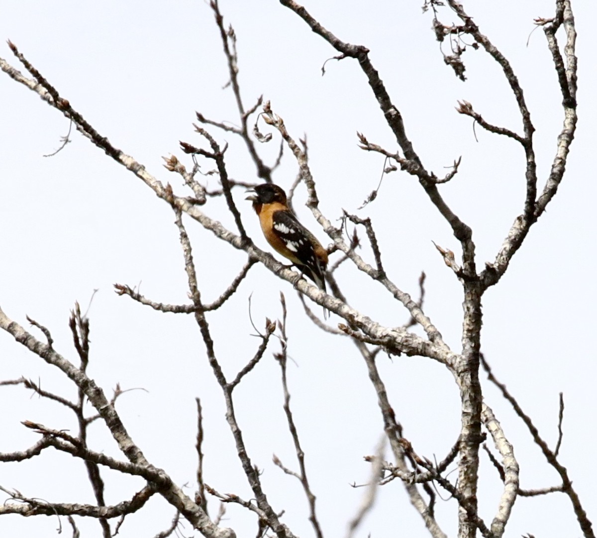 Black-headed Grosbeak - ML619616921