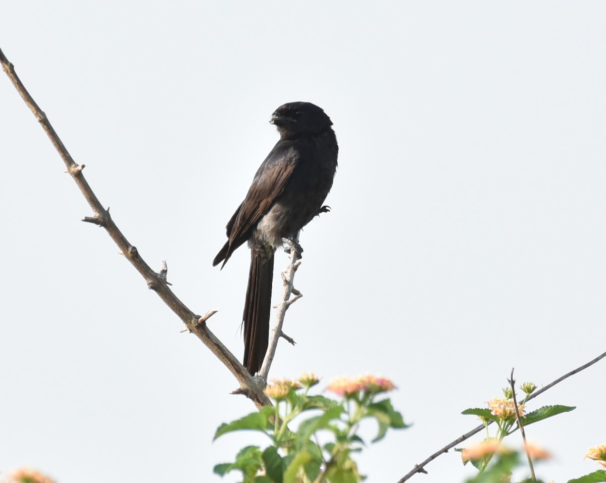 Black Drongo - Amar Narayan