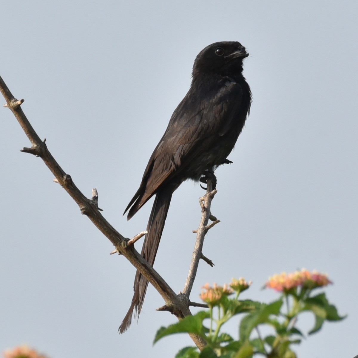 Black Drongo - Amar Narayan