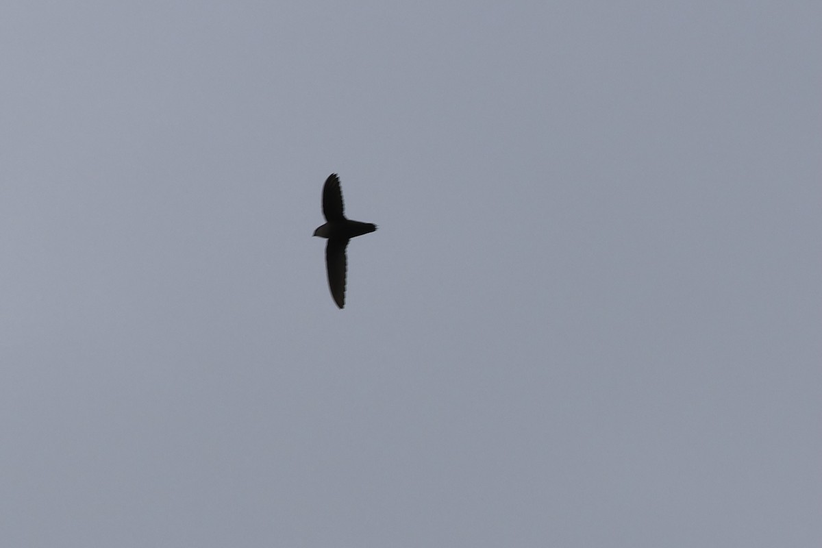 Chimney Swift - ML619616934