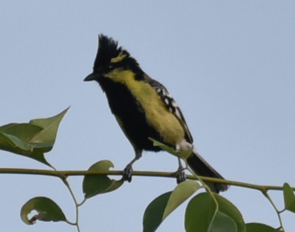 Indian Yellow Tit - Amar Narayan