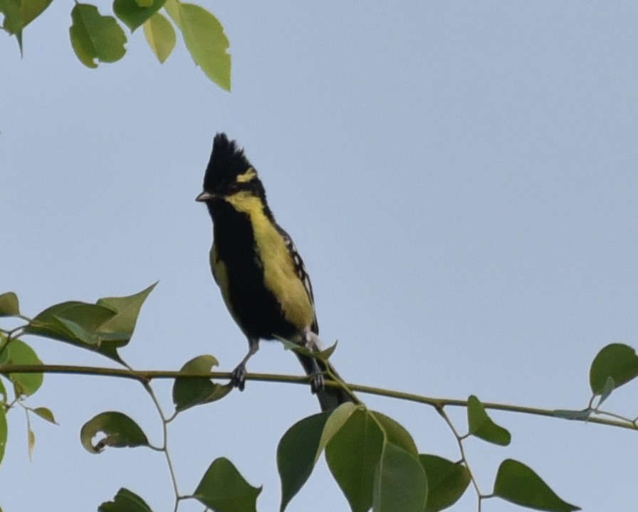 Indian Yellow Tit - Amar Narayan