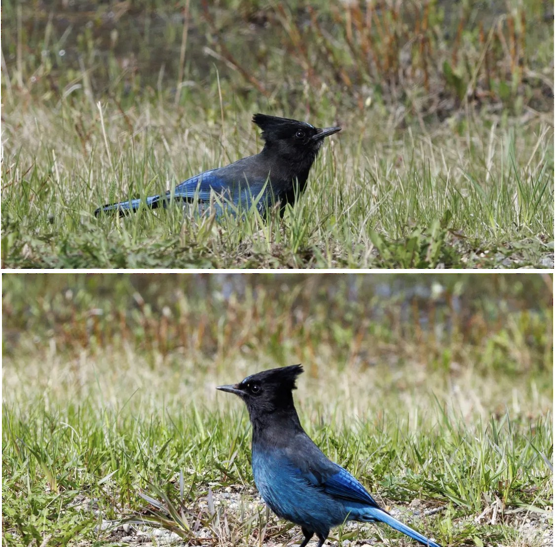 Steller's Jay - J Smith