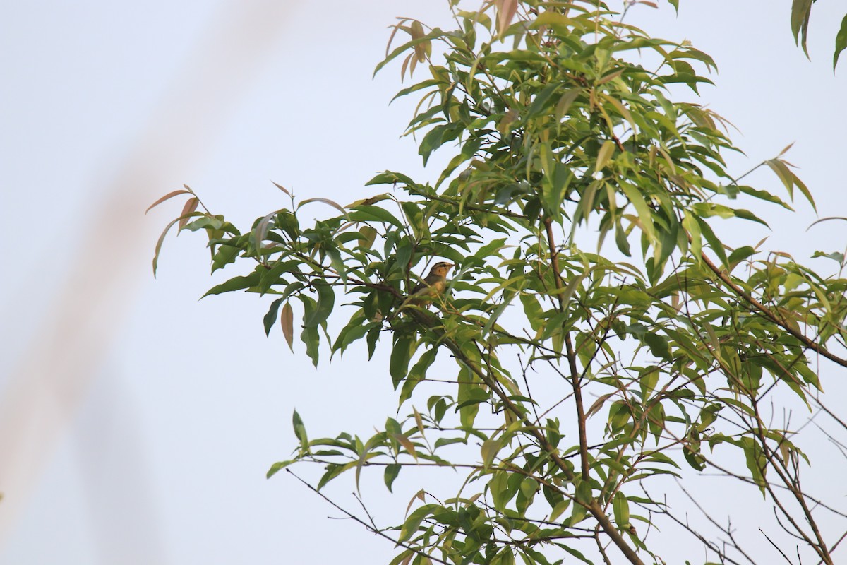 Tickell's Leaf Warbler - Praveen H N