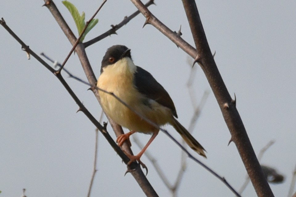 Ashy Prinia - Amar Narayan