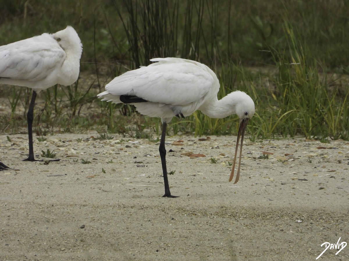 Eurasian Spoonbill - David Alonso Otero