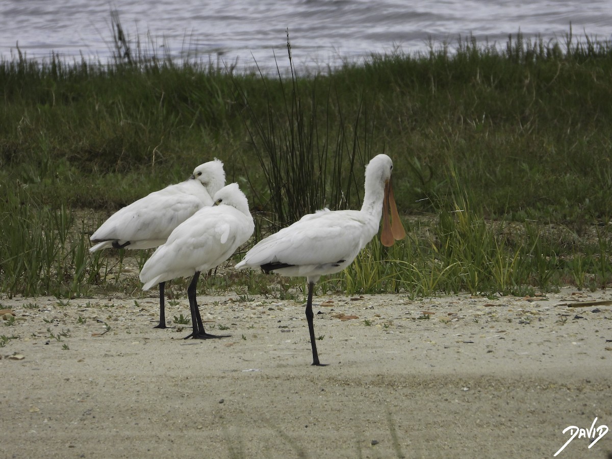 Eurasian Spoonbill - David Alonso Otero