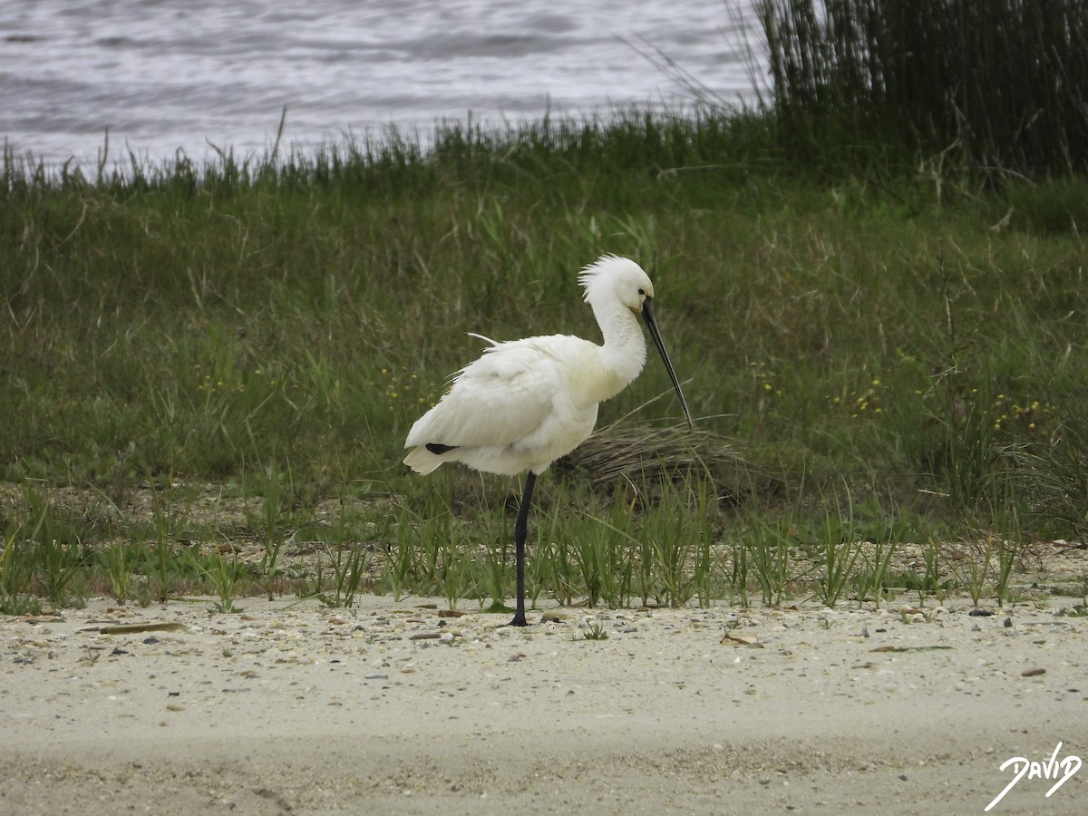 Eurasian Spoonbill - David Alonso Otero