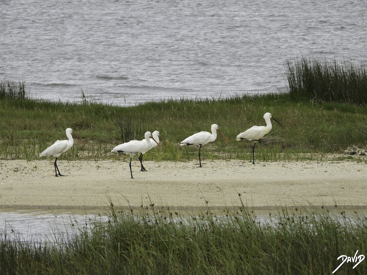 Eurasian Spoonbill - David Alonso Otero