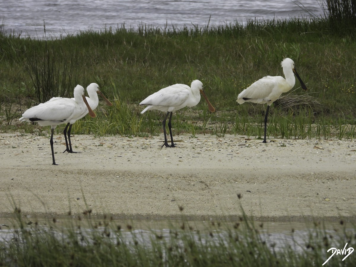 Eurasian Spoonbill - David Alonso Otero