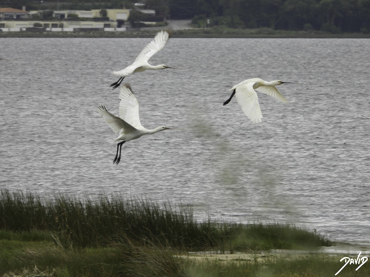 Eurasian Spoonbill - David Alonso Otero