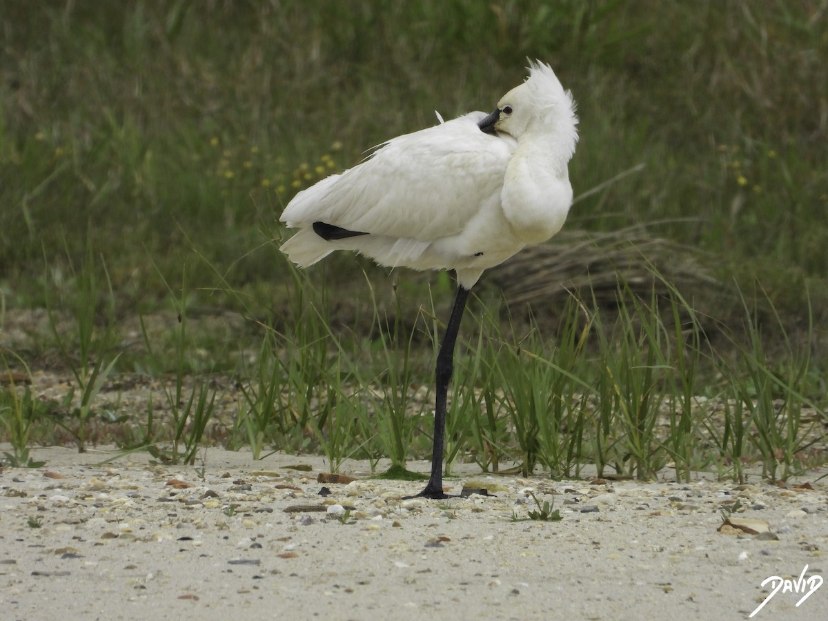 Eurasian Spoonbill - David Alonso Otero