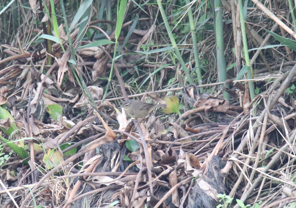 Mosquitero Ahumado - ML619616970