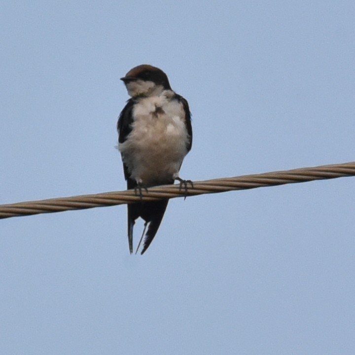 Wire-tailed Swallow - Amar Narayan