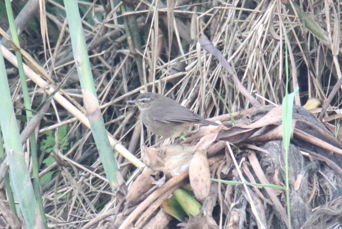 Mosquitero Ahumado - ML619616976