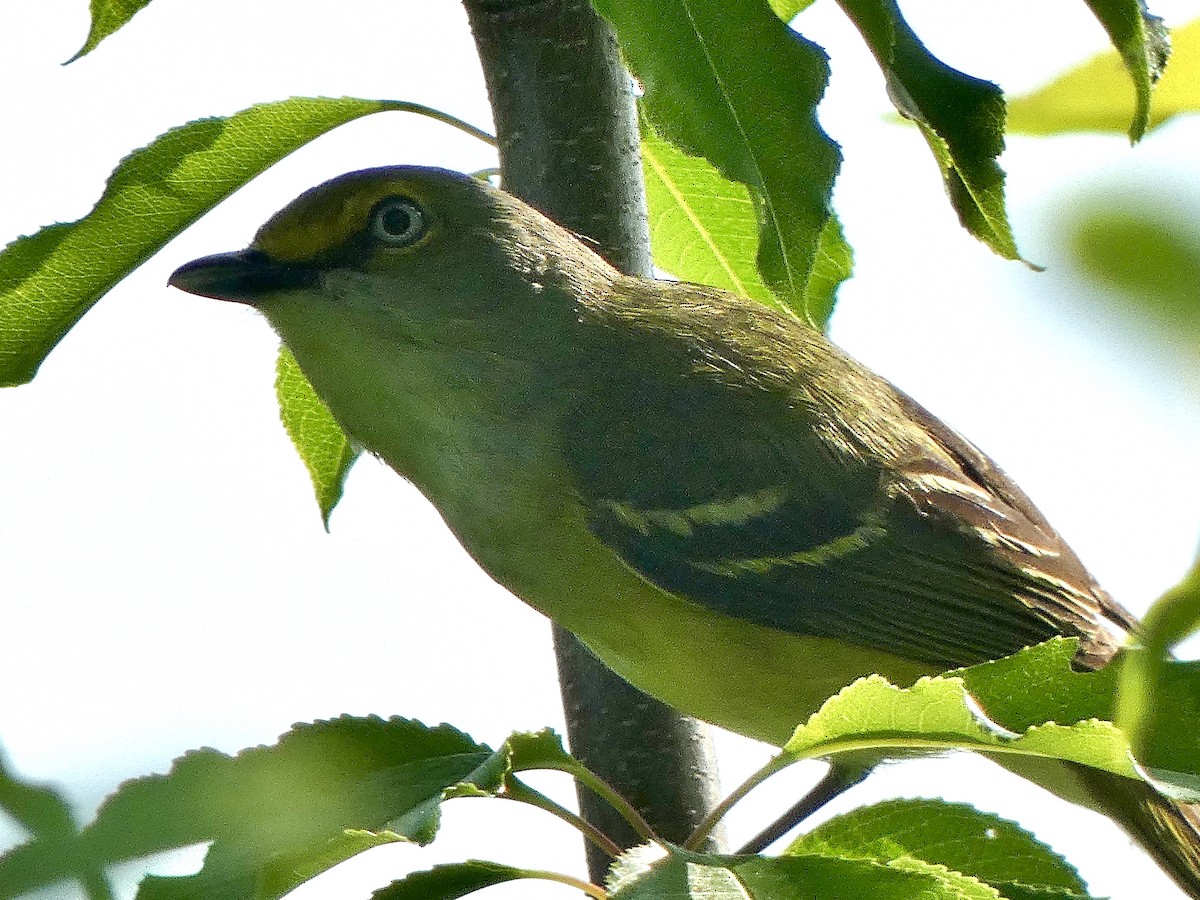 Vireo Ojiblanco - ML619616977