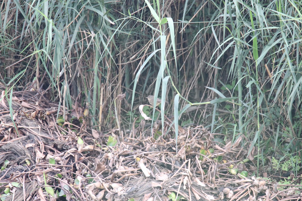 Mosquitero Ahumado - ML619616993