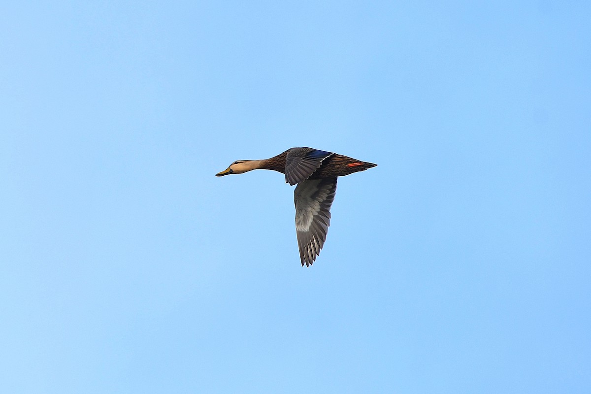 Mottled Duck - ML619616994