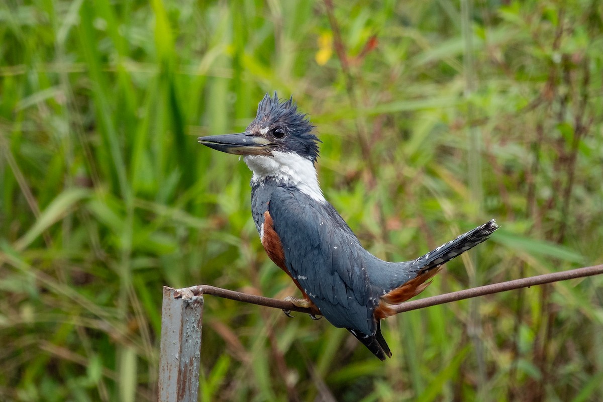 Ringed Kingfisher - Paul Molina A