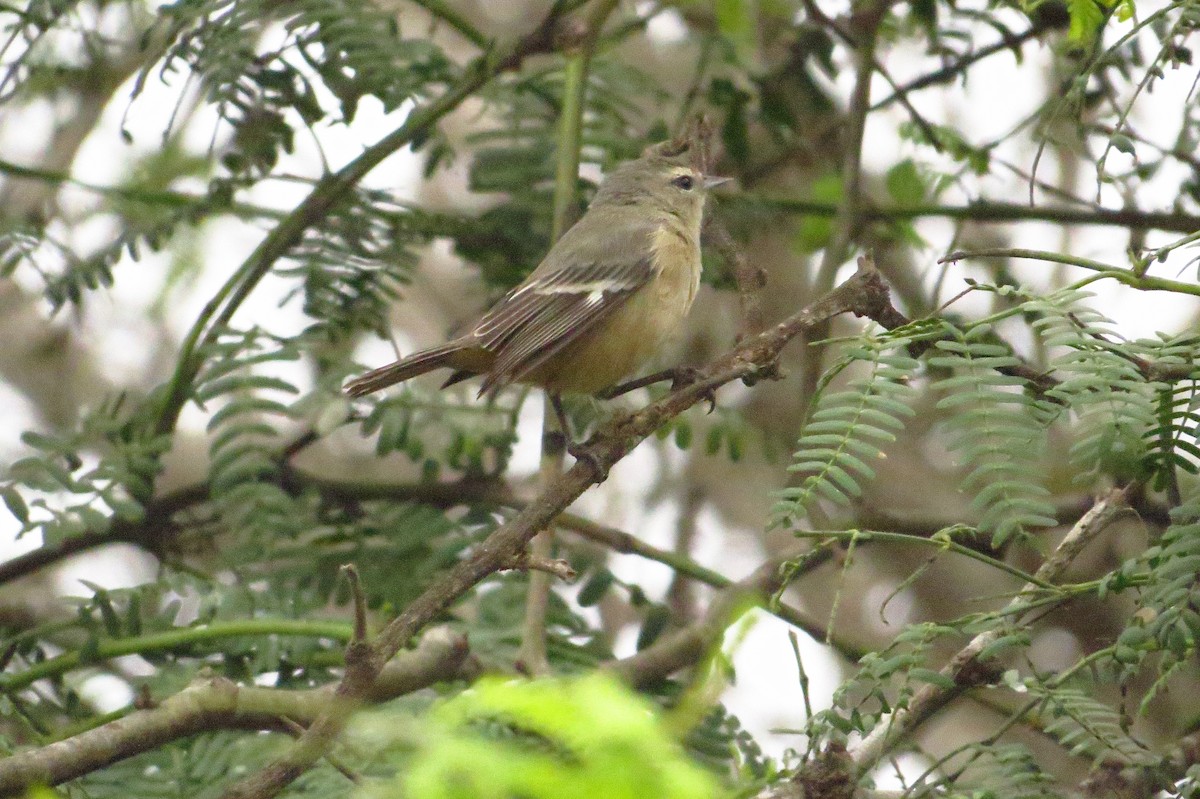 Cinereous Conebill - Gary Prescott