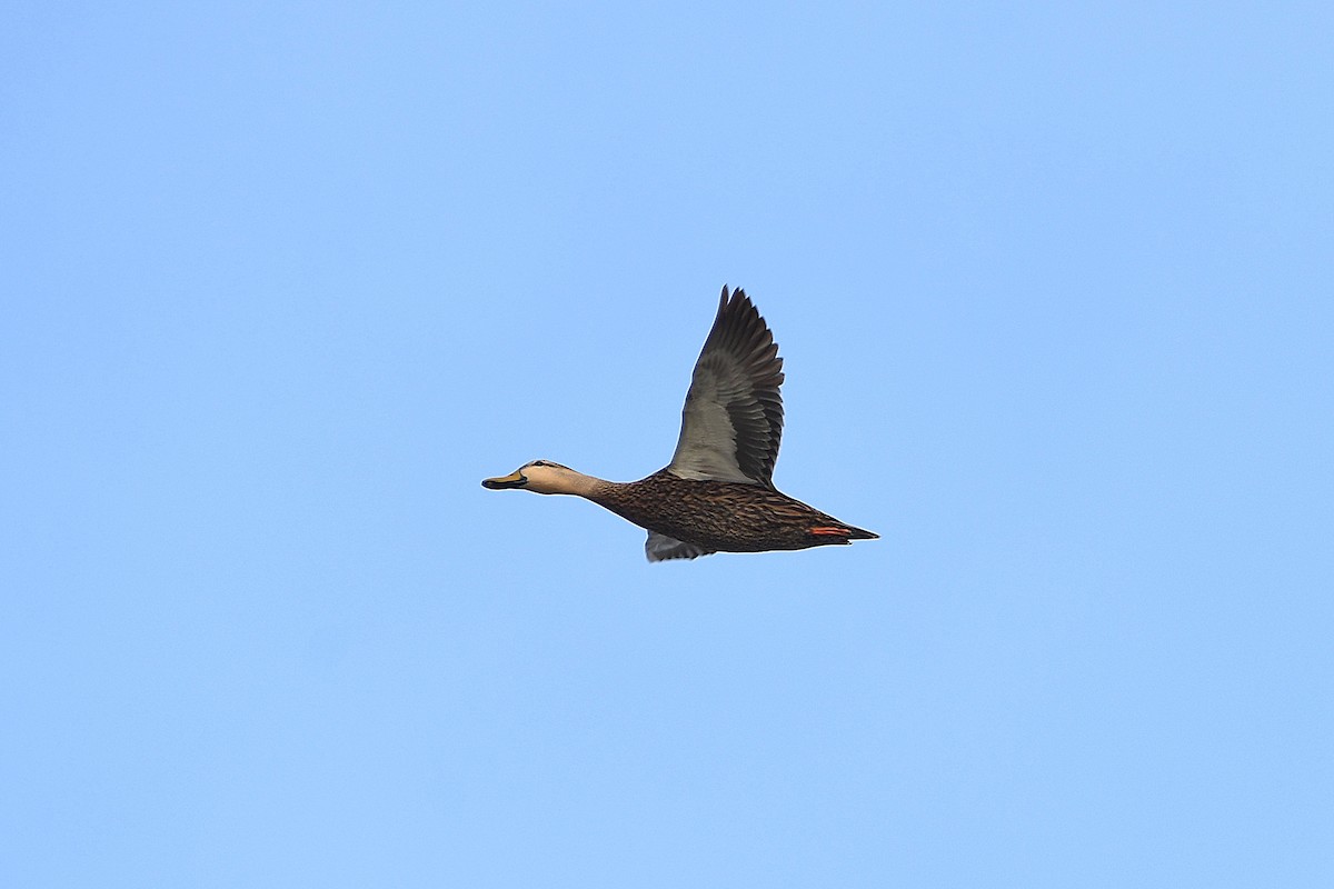 Mottled Duck - Ari Weiss