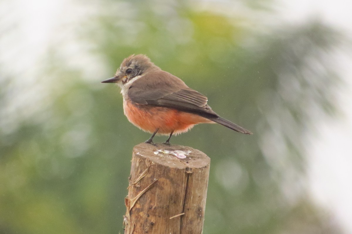 Vermilion Flycatcher - Gary Prescott