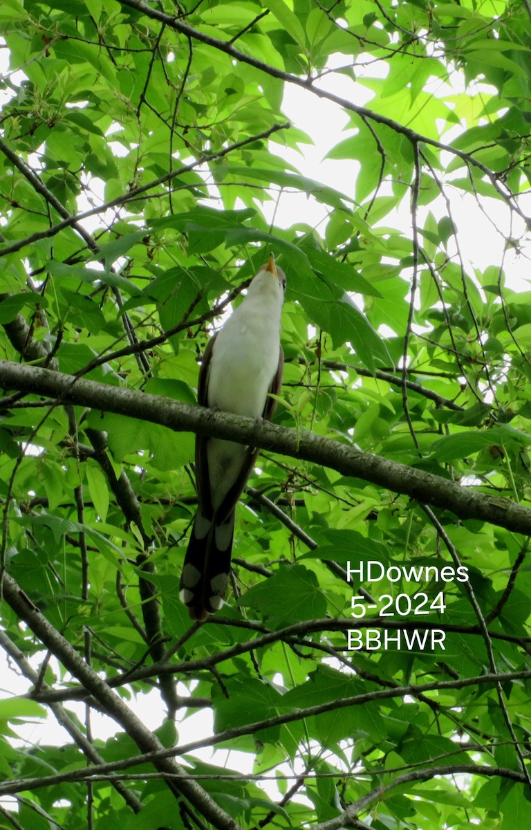 Yellow-billed Cuckoo - Helen Downes