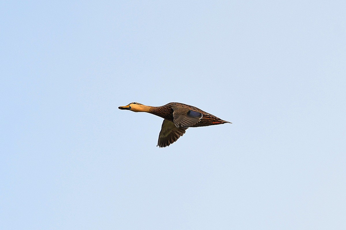 Mottled Duck - Ari Weiss