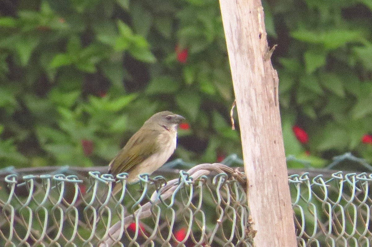 Streaked Saltator - Gary Prescott