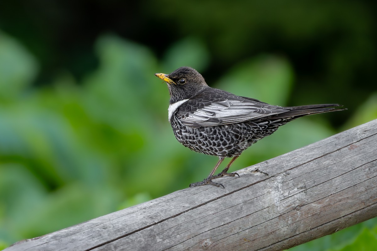 Ring Ouzel - ML619617015