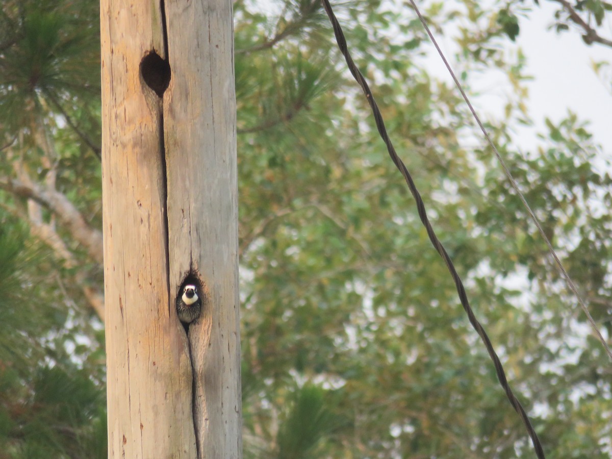 Acorn Woodpecker - ML619617018