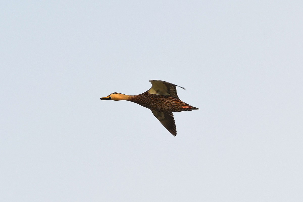 Mottled Duck - Ari Weiss