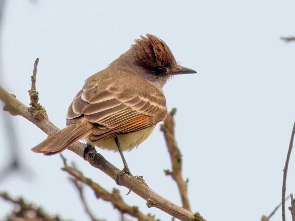 Ash-throated Flycatcher - ML619617027