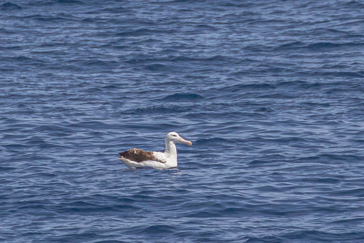 albatros královský - ML619617030