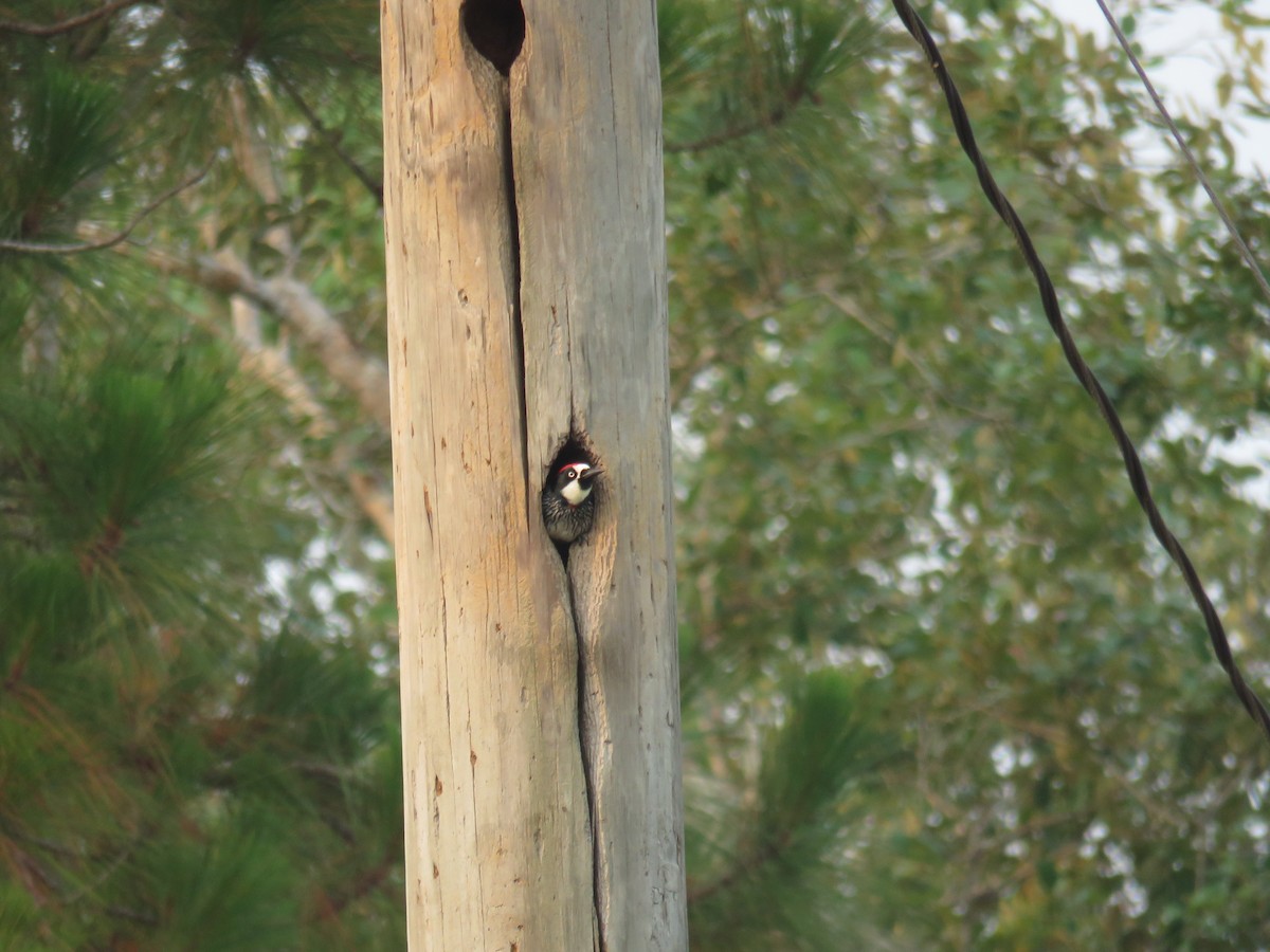 Acorn Woodpecker - ML619617035