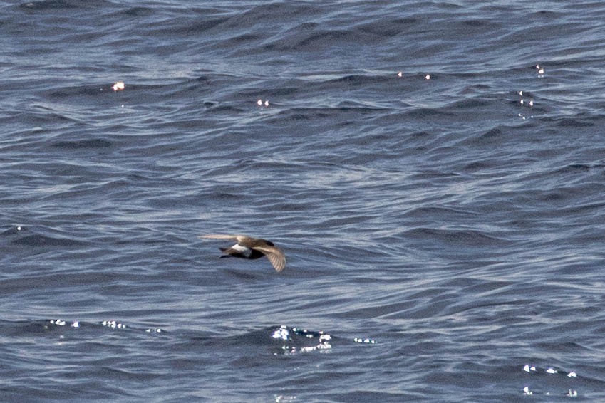 Wilson's Storm-Petrel - Denis Corbeil