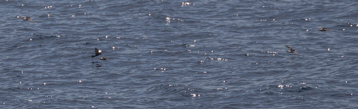 黃蹼洋海燕 - ML619617057