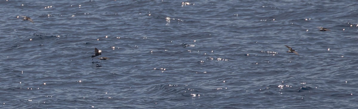 Wilson's Storm-Petrel - Denis Corbeil