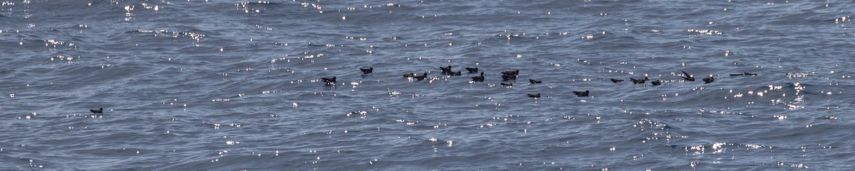 黃蹼洋海燕 - ML619617059