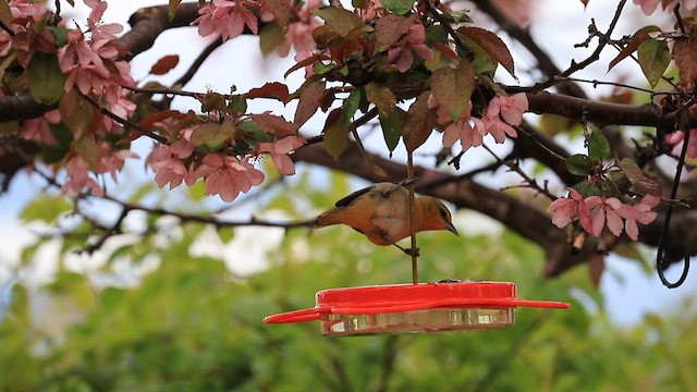 Bullock's Oriole - ML619617060