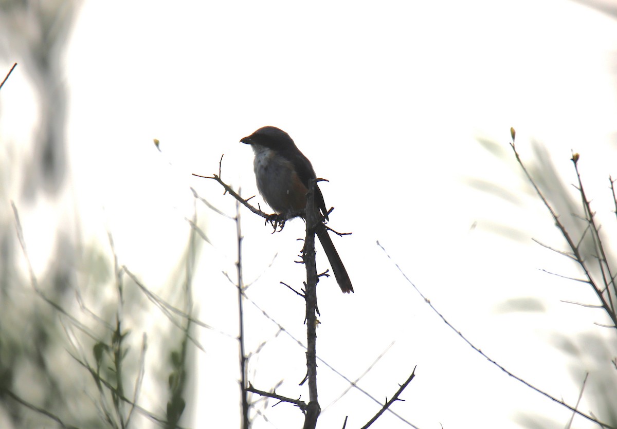 Long-tailed Shrike - Praveen H N
